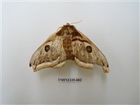 藏品(四黑目天蠶蛾)的圖片